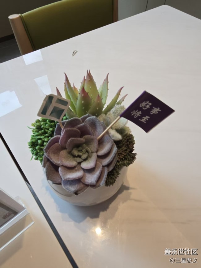 【立秋相簿】多肉植物