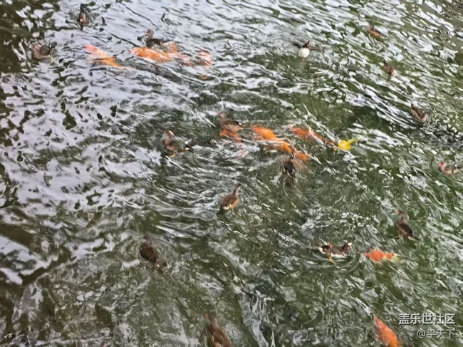 【立秋相簿】錦鱗游泳