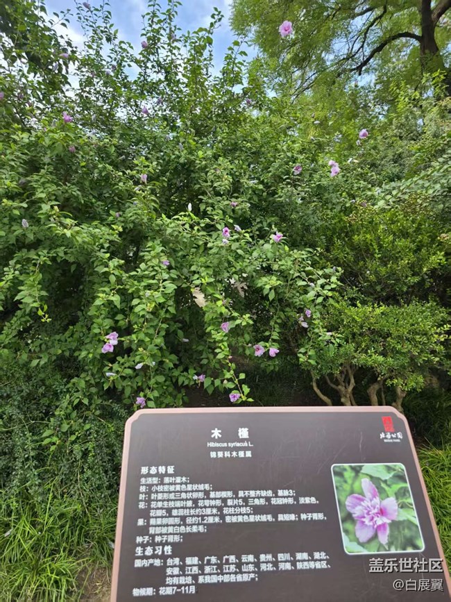 【立秋相簿】木槿花開秋天到