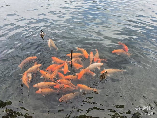【立秋相簿】見魚發(fā)財(cái)好運(yùn)來