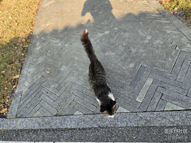 【立秋相簿】江南的貓咪