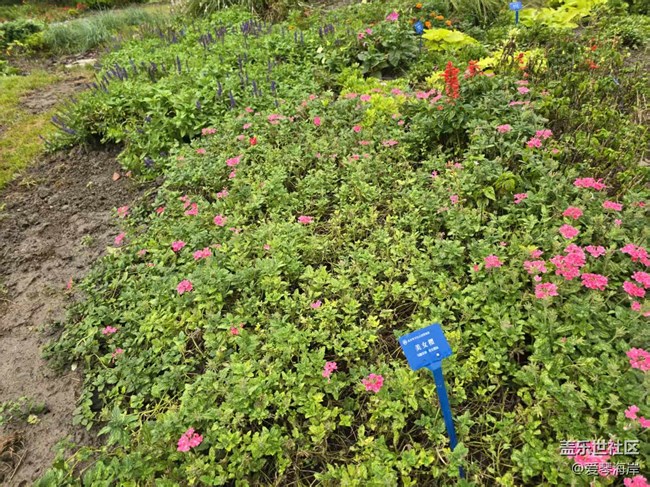 【立秋相簿】秋天花盛開