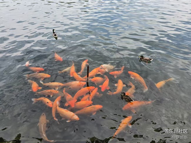 【立秋相簿】見魚發(fā)財(cái)好運(yùn)來