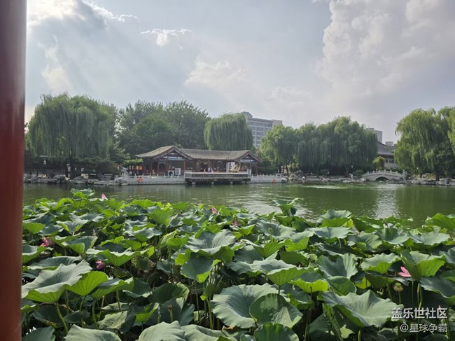 【立秋相簿】荷花與蓮花