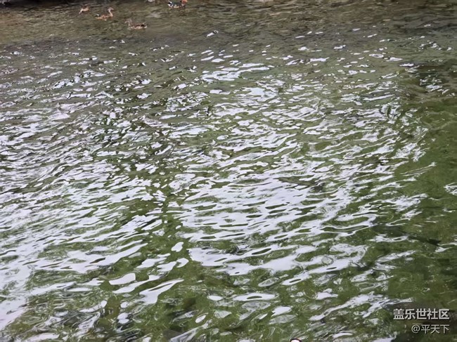 【立秋相簿】錦鱗游泳