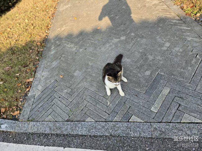 【立秋相簿】江南的貓咪