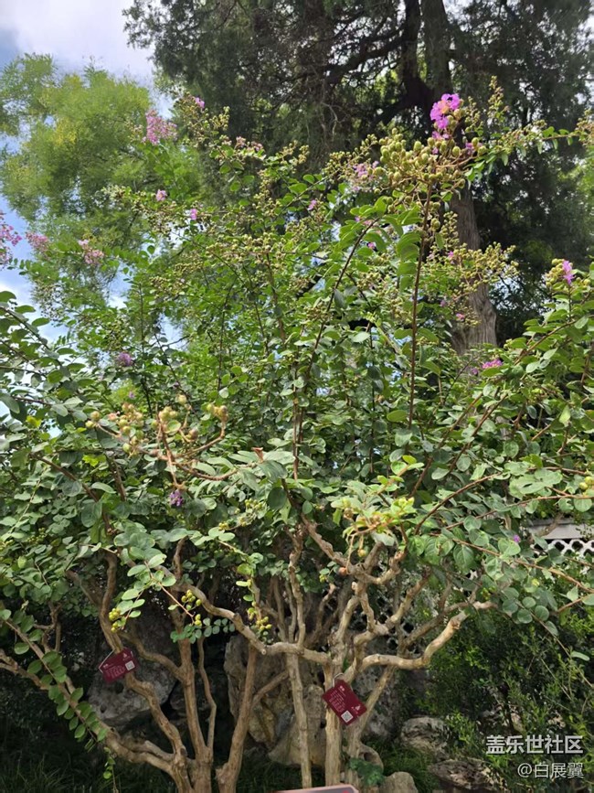 【立秋相簿】木槿花開秋天到