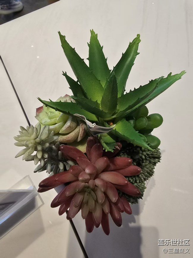 【立秋相簿】多肉植物