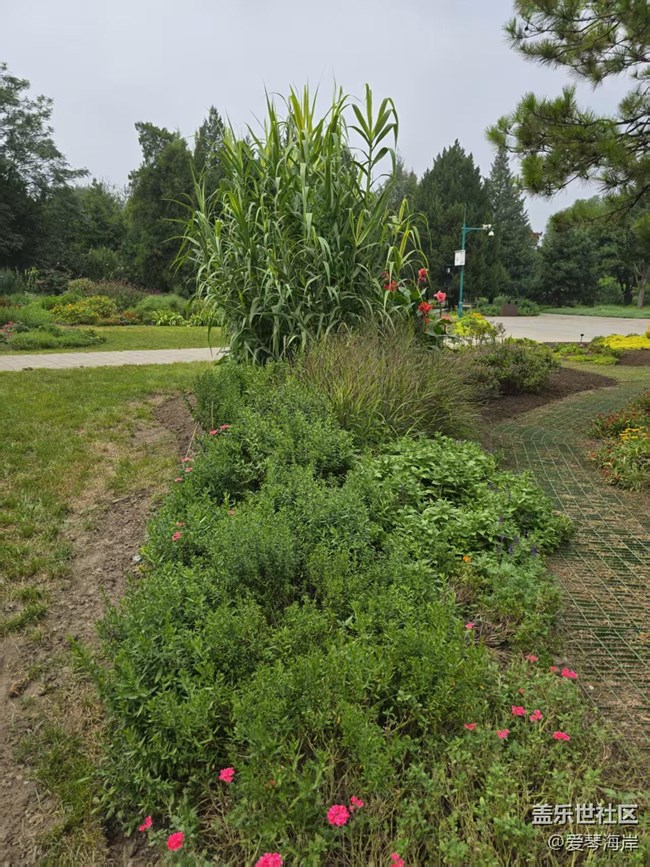 【立秋相簿】秋天花盛開