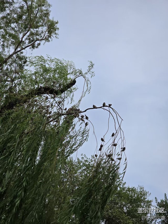 【立秋相簿】麻雀群英會(huì)