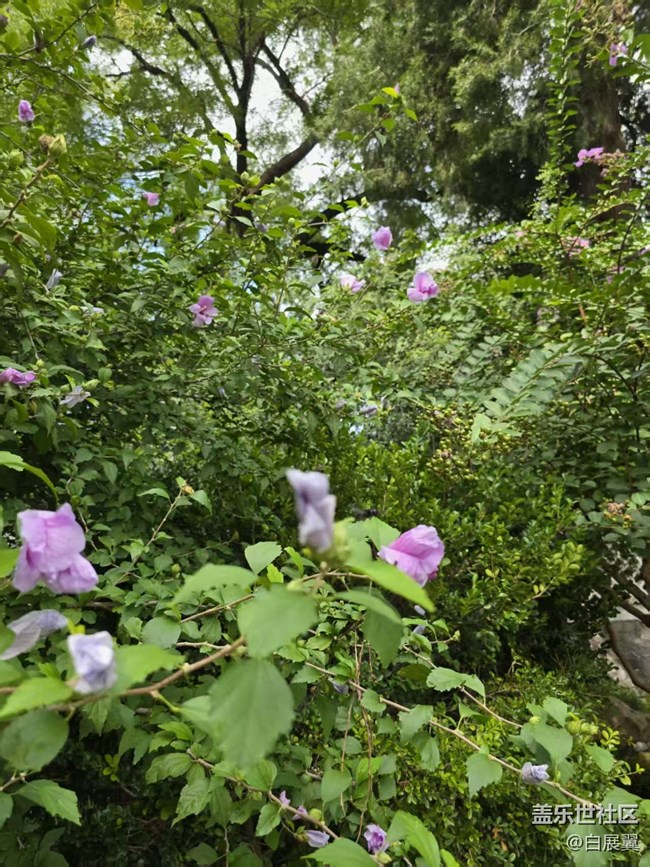 【立秋相簿】木槿花開秋天到