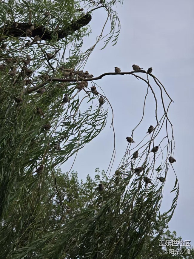 【立秋相簿】麻雀群英會(huì)