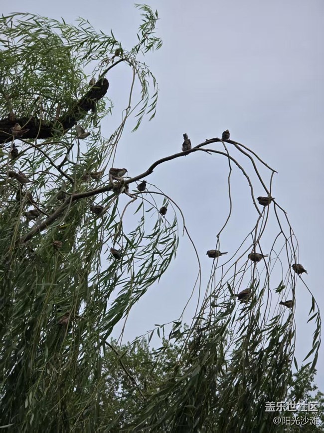 【立秋相簿】麻雀群英會(huì)