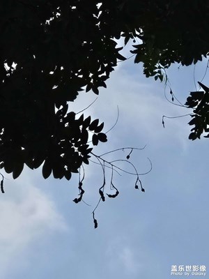 【別樣精彩】+樹梢