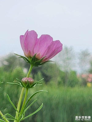 【別樣精彩】別樣秋英