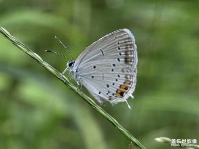 【別樣精彩】小灰蝶