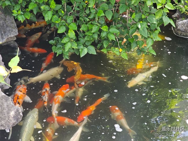 【如青春一般的盛夏】園林美景