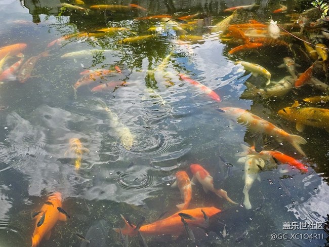 【如青春一般的盛夏】園林美景