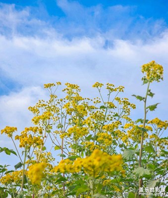 【別樣精彩】+花花草草