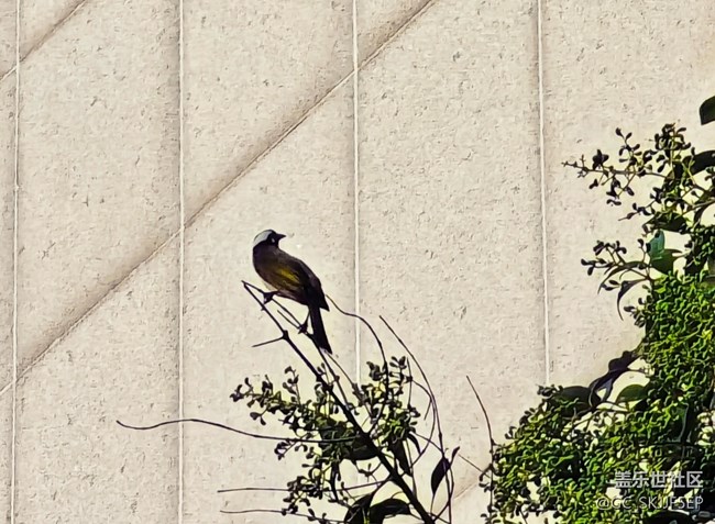 【如青春一般的盛夏】盛夏，青春的模樣