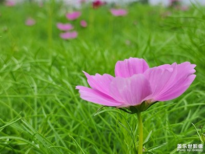 【別樣精彩】秋英隨手拍