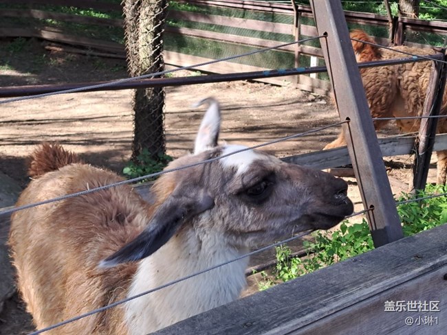 【如青春一般的盛夏】羊駝