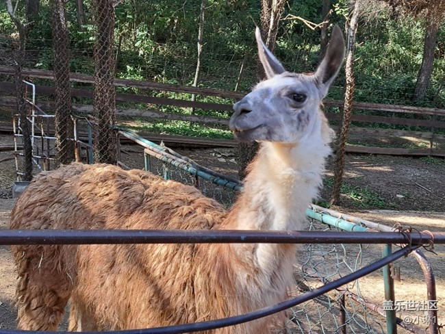 【如青春一般的盛夏】羊駝