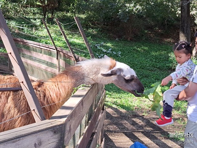 【如青春一般的盛夏】羊駝
