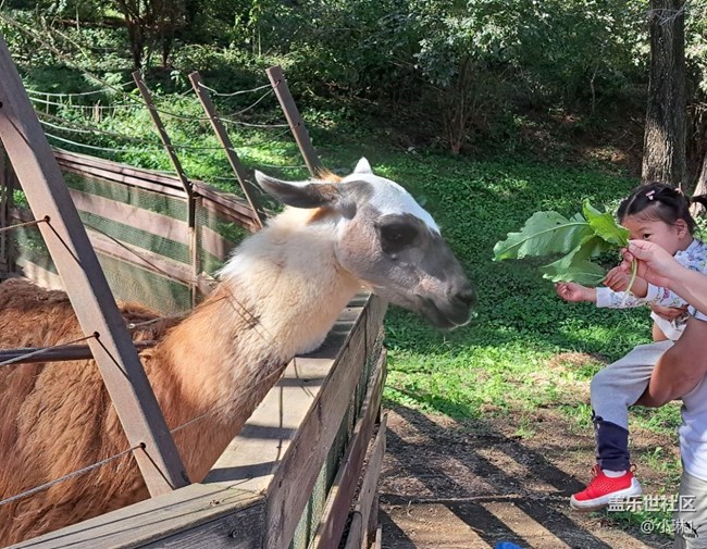 【如青春一般的盛夏】羊駝