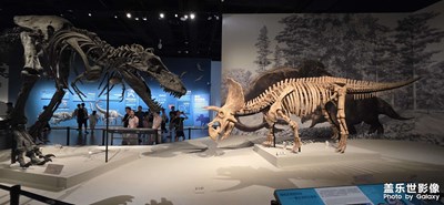 【別樣精彩】成理工博物館之川渝龍