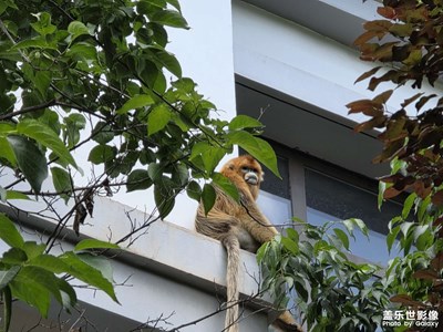 【別樣精彩】+金絲猴