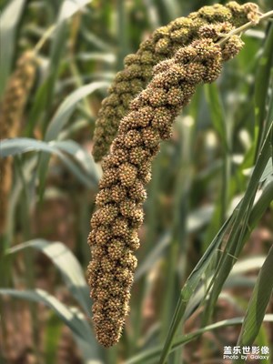 【別樣精彩】豐收在望