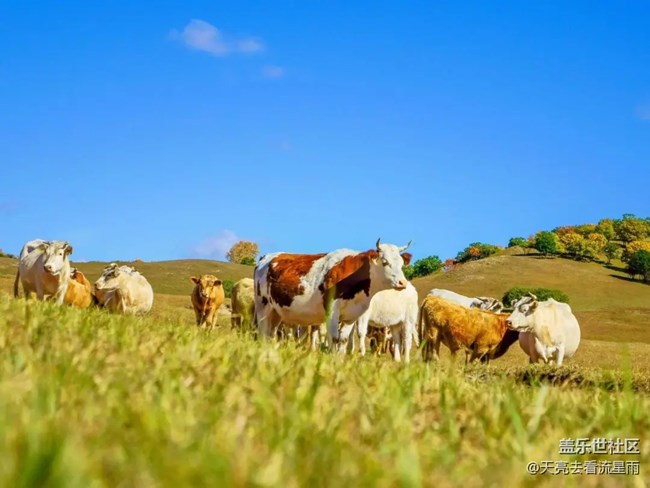 烏蘭布統(tǒng)草原   風(fēng)吹草地見牛羊