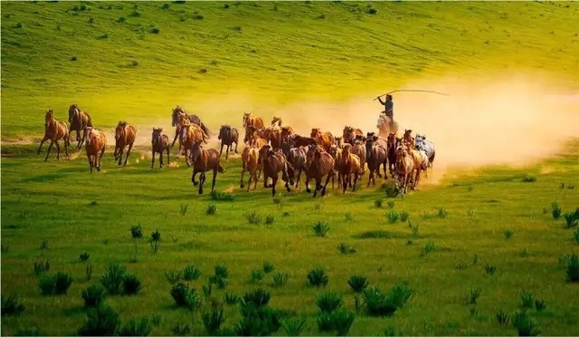 烏蘭布統(tǒng)草原   風(fēng)吹草地見牛羊