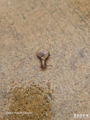 雨后的蝸牛