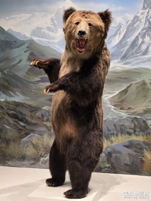 【別樣精彩】+成理工博物館動(dòng)物篇