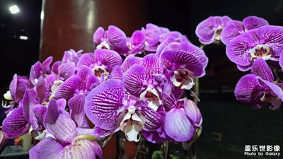 【別樣精彩】花