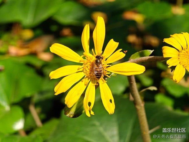 【立秋相簿】初秋如春