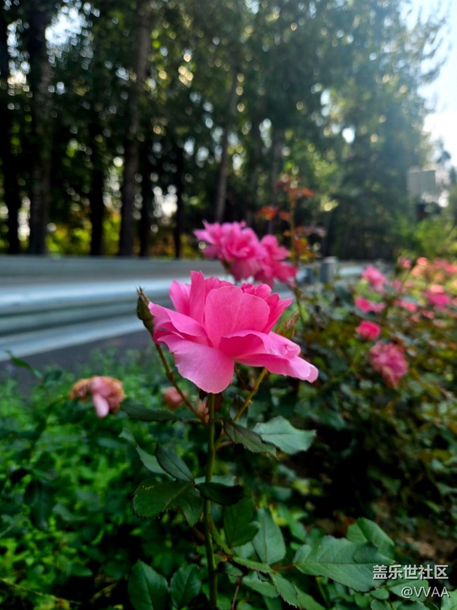 【立秋相簿】路邊月季花