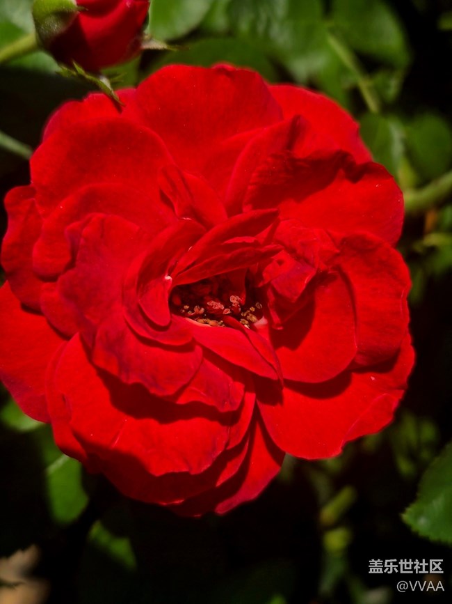 【立秋相簿】路邊月季花