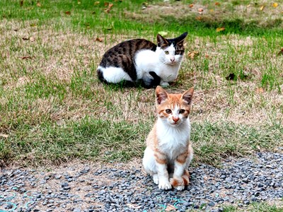 【別樣精彩】流浪貓也可愛