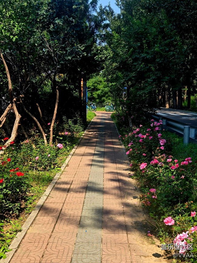 【立秋相簿】路邊月季花