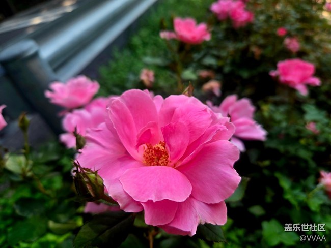 【立秋相簿】路邊月季花