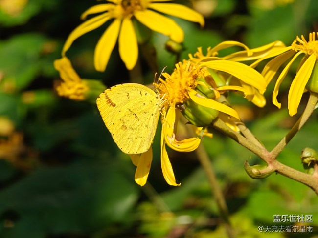 【立秋相簿】初秋如春