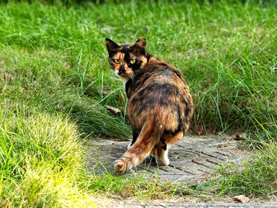 【拍出生命力】大自然中的生命