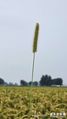 【拍出生命力】+美麗鄉(xiāng)村