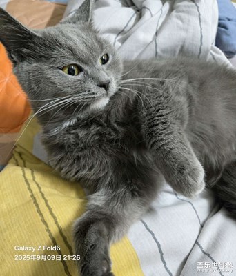 【家有萌寵】灰寶日常