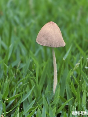 【拍出生命力】小蘑菇