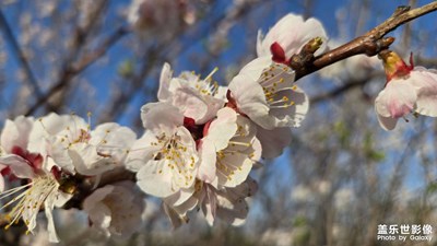 【拍出生命力】櫻花