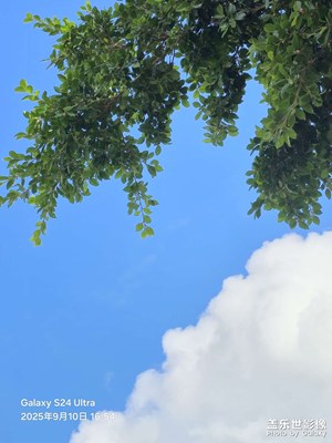 【拍出生命力】綠樹(shù)枝葉藍(lán)天白云
